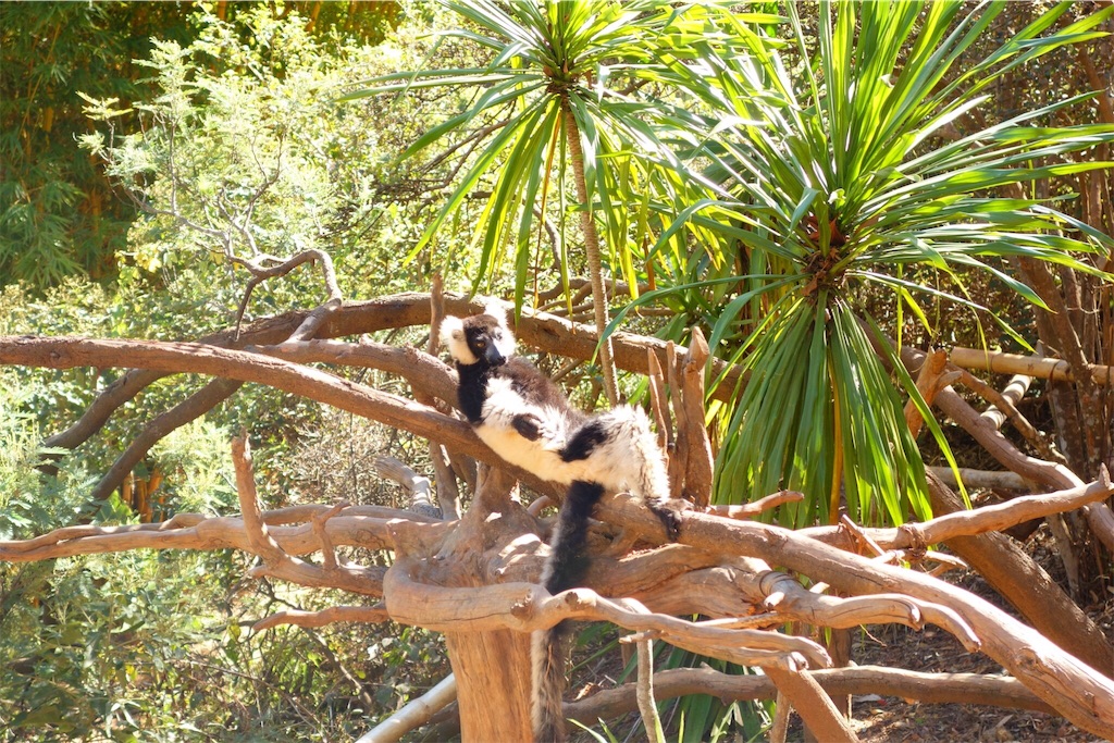 f:id:SaeMadagascar:20180731210339j:image f:id:SaeMadagascar:20180731210339j:image