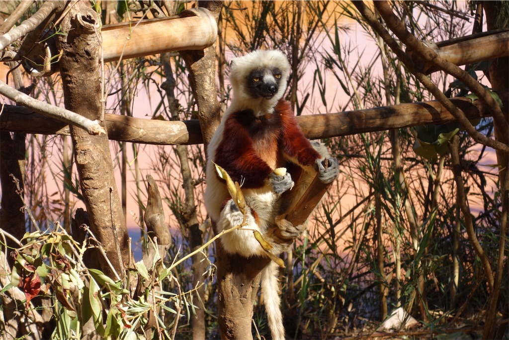 f:id:SaeMadagascar:20180731210723j:image f:id:SaeMadagascar:20180731210723j:image