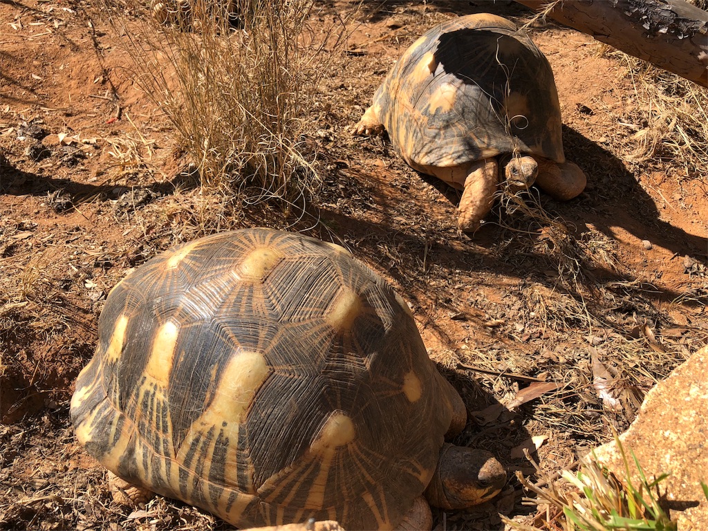 f:id:SaeMadagascar:20180731210821j:image f:id:SaeMadagascar:20180731210821j:image