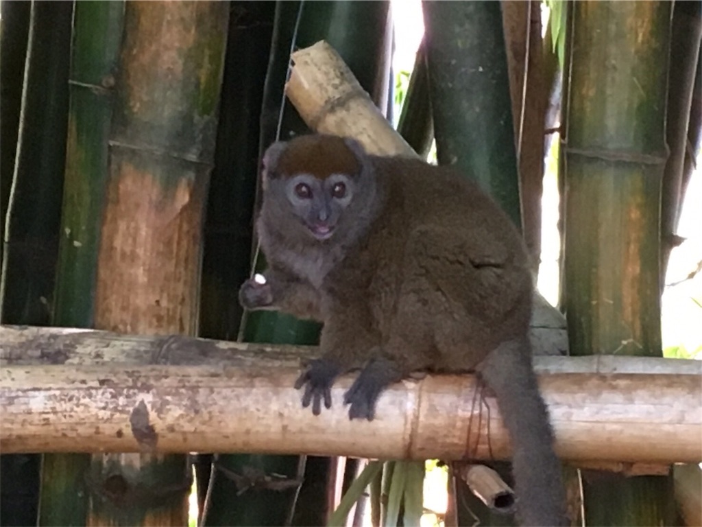 f:id:SaeMadagascar:20180731210828j:image f:id:SaeMadagascar:20180731210828j:image