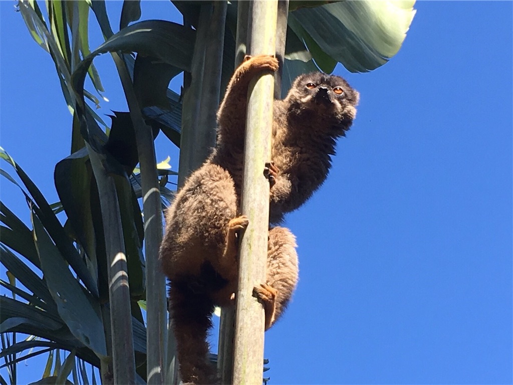 f:id:SaeMadagascar:20180731210834j:image f:id:SaeMadagascar:20180731210834j:image
