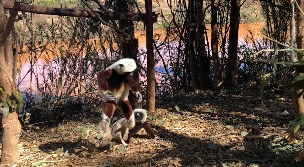 f:id:SaeMadagascar:20180731211059j:image f:id:SaeMadagascar:20180731211059j:image