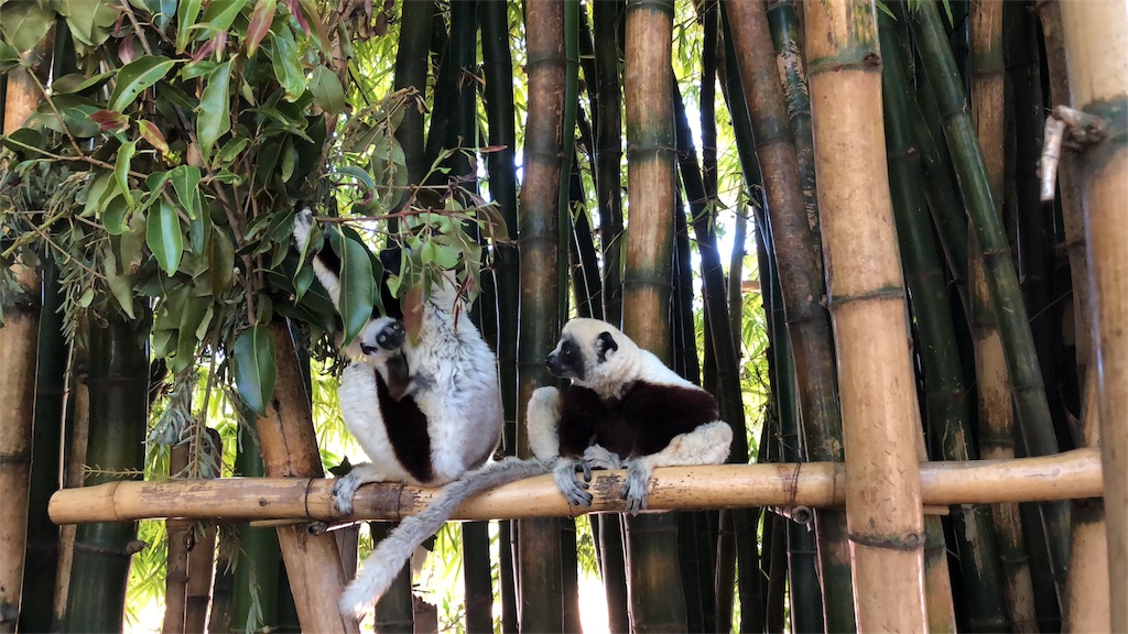 f:id:SaeMadagascar:20180731211533j:image f:id:SaeMadagascar:20180731211533j:image