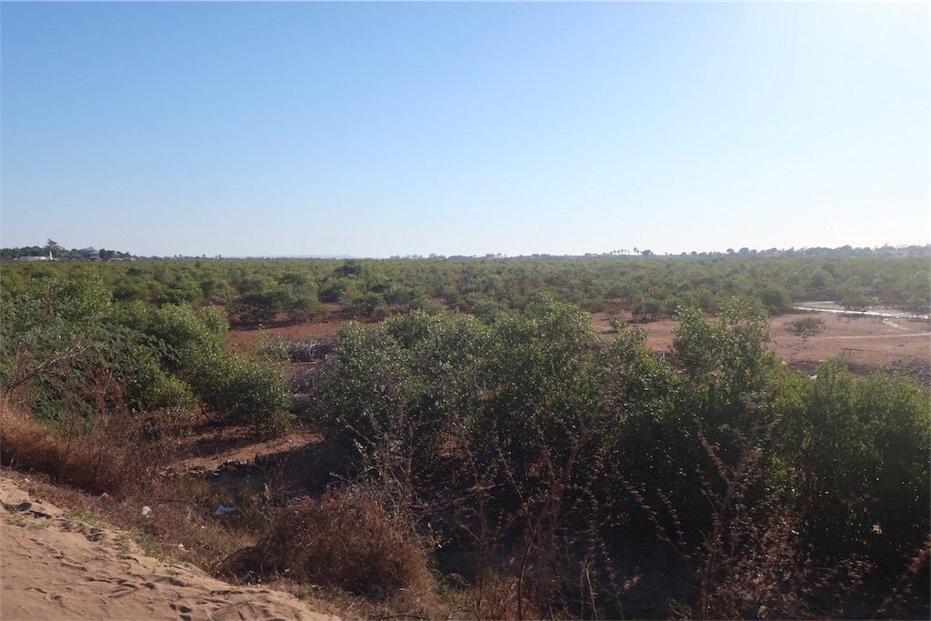 f:id:SaeMadagascar:20180805031159j:image f:id:SaeMadagascar:20180805031159j:image