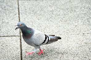 f:id:Sahanjin:20200116054713j:plain f:id:Sahanjin:20200116054713j:plain