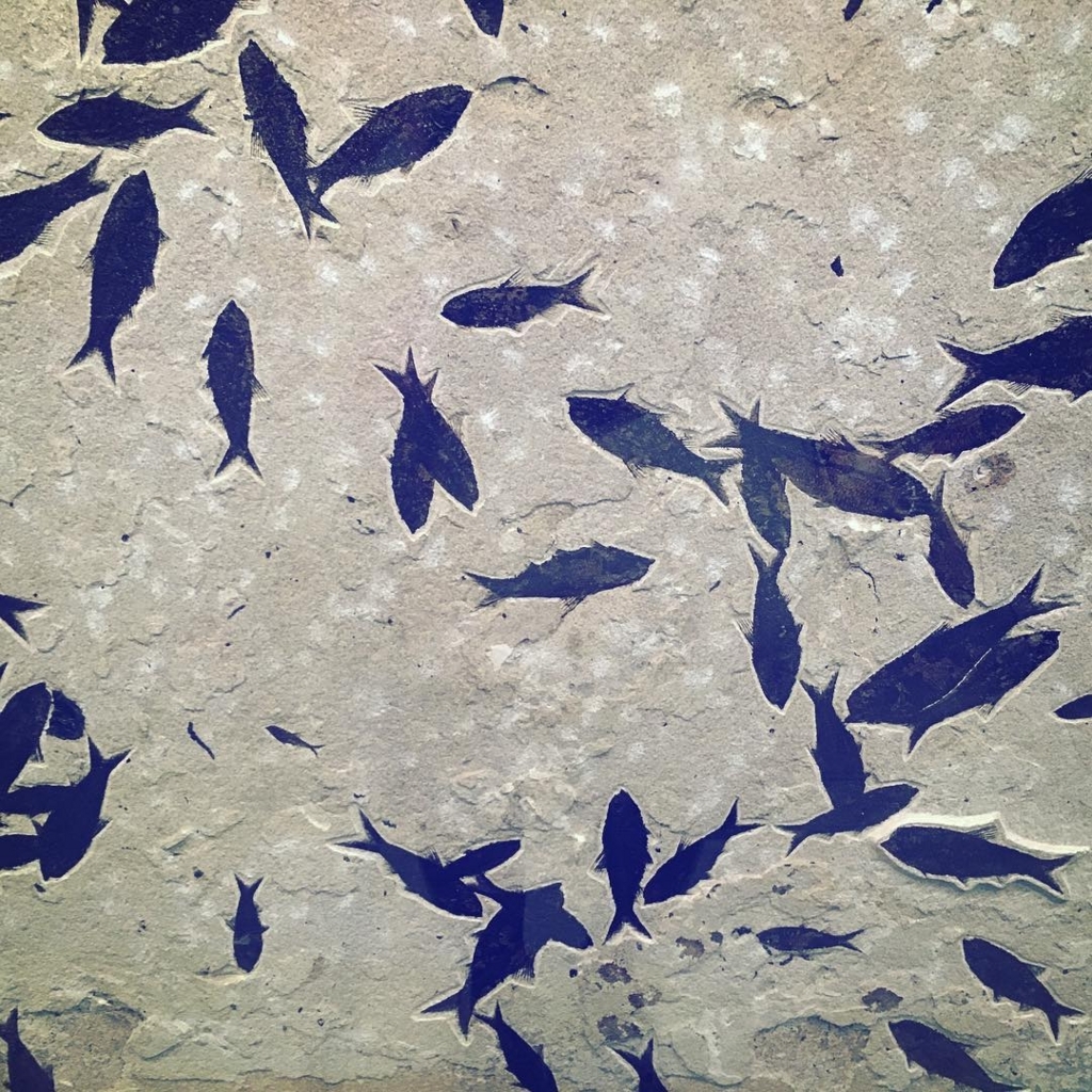 f:id:Sakananokimochi:20180213115129j:plain