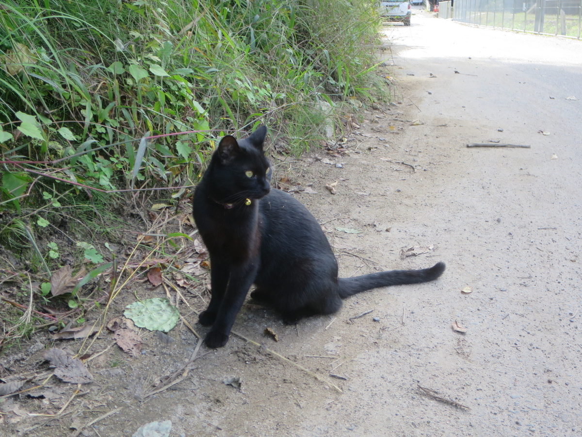 f:id:Sakasegawa3019:20201028075008j:plain