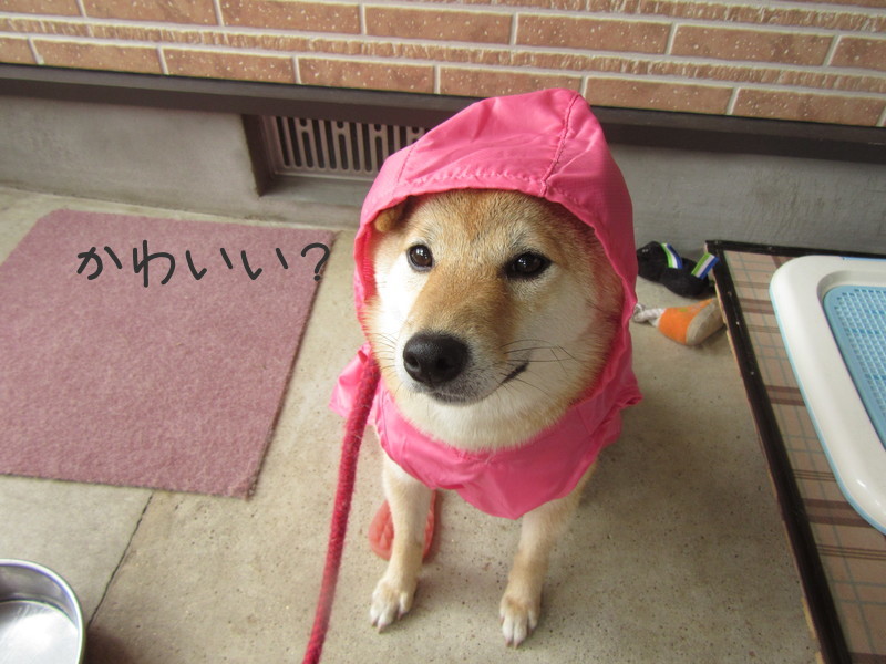 f:id:Sakurachannel0530:20160830192039j:plain f:id:Sakurachannel0530:20160830192039j:plain