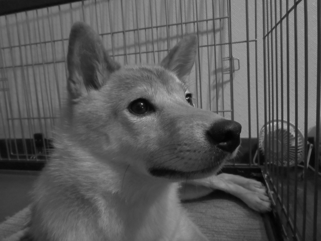 f:id:Sakurachannel0530:20160913230232j:plain f:id:Sakurachannel0530:20160913230232j:plain