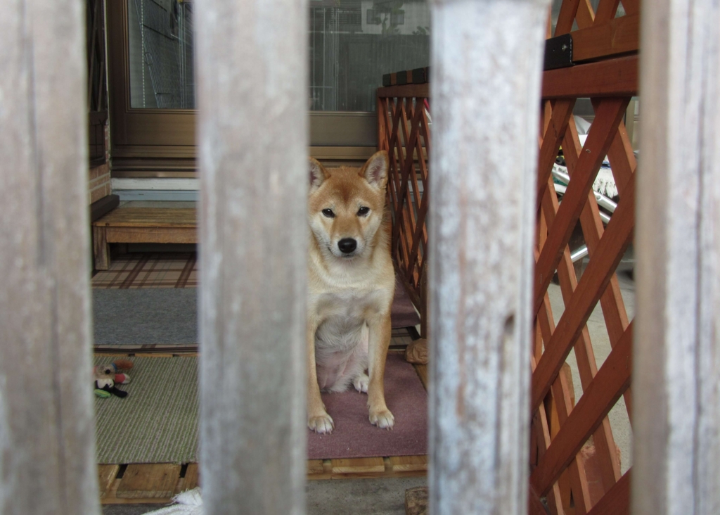 Resultado de imagen para ç¬ shiba é§éè¦