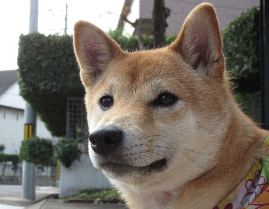 f:id:Sakurachannel0530:20161115214923j:plain f:id:Sakurachannel0530:20161115214923j:plain