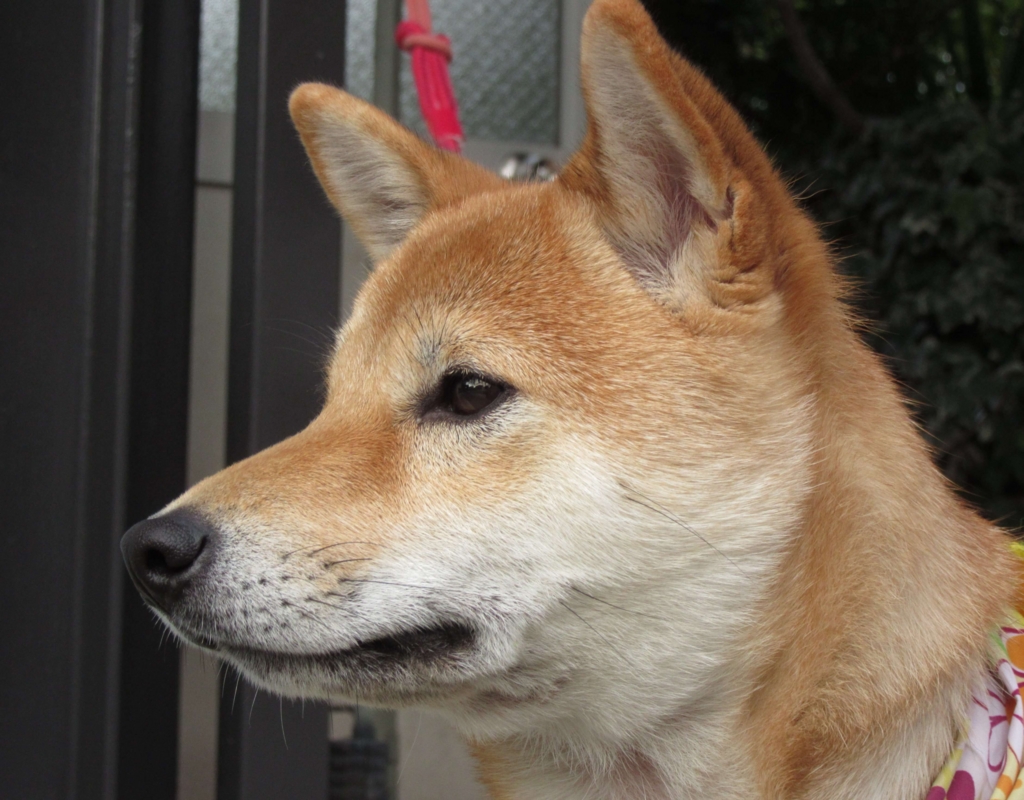 f:id:Sakurachannel0530:20161115214944j:plain f:id:Sakurachannel0530:20161115214944j:plain