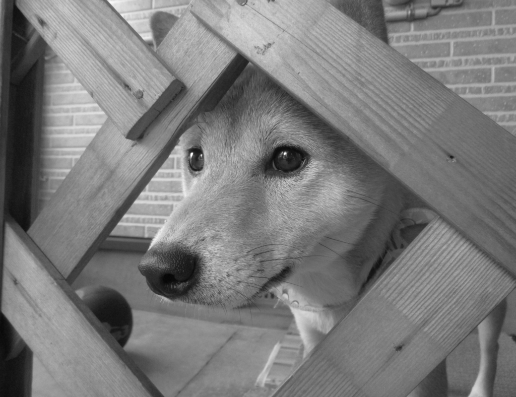 f:id:Sakurachannel0530:20161115215012j:plain f:id:Sakurachannel0530:20161115215012j:plain