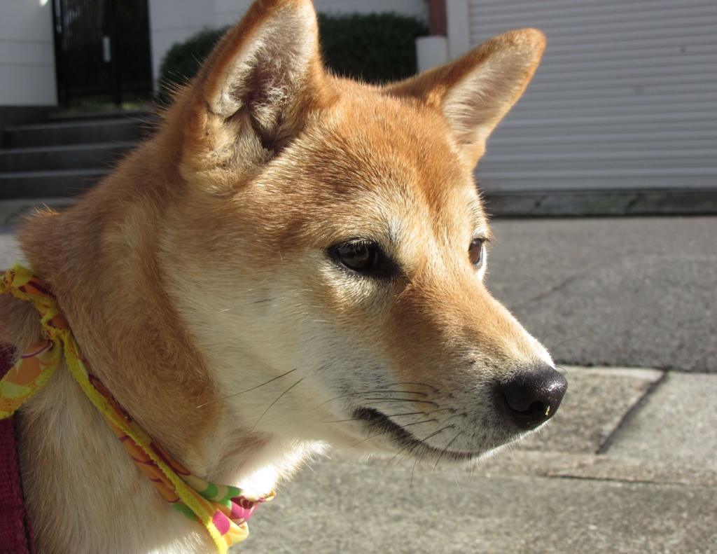 f:id:Sakurachannel0530:20161115215033j:plain f:id:Sakurachannel0530:20161115215033j:plain