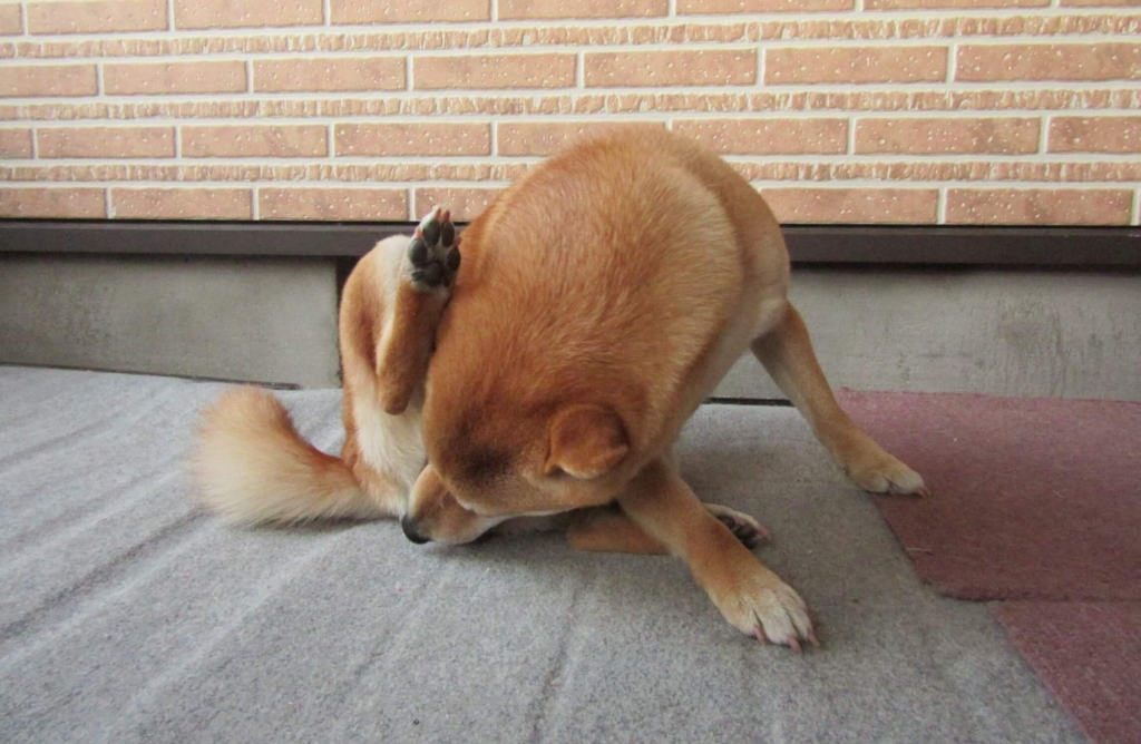 f:id:Sakurachannel0530:20170224172018j:plain f:id:Sakurachannel0530:20170224172018j:plain