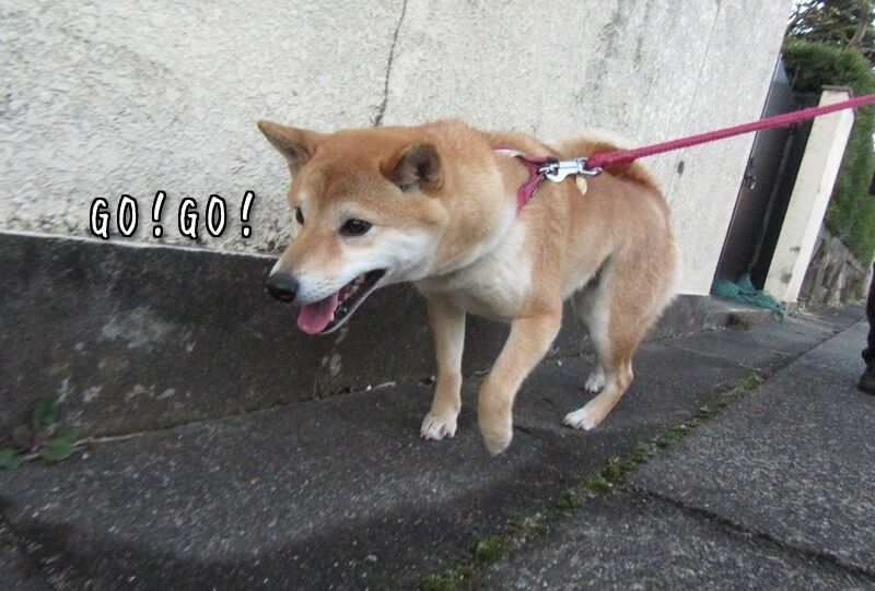 f:id:Sakurachannel0530:20170224172055j:plain f:id:Sakurachannel0530:20170224172055j:plain