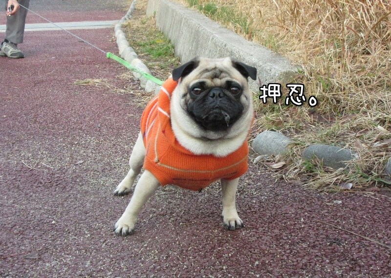 f:id:Sakurachannel0530:20170224172057j:plain f:id:Sakurachannel0530:20170224172057j:plain