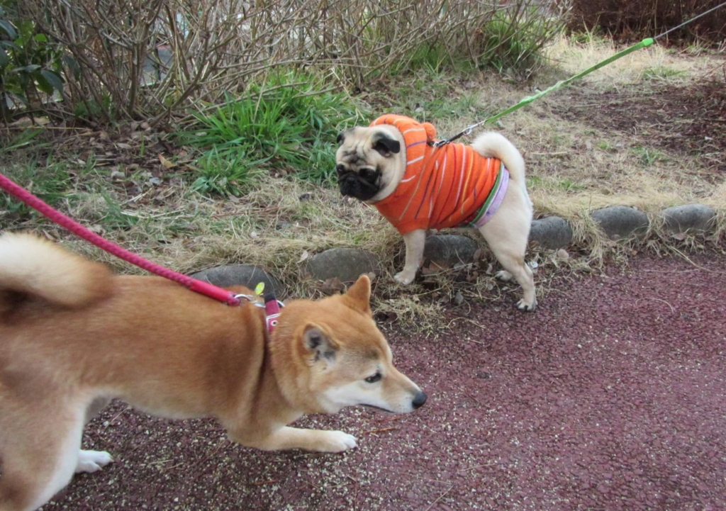 f:id:Sakurachannel0530:20170224172100j:plain f:id:Sakurachannel0530:20170224172100j:plain