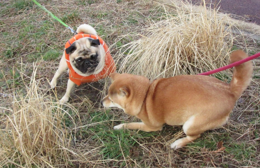 f:id:Sakurachannel0530:20170224172106j:plain f:id:Sakurachannel0530:20170224172106j:plain