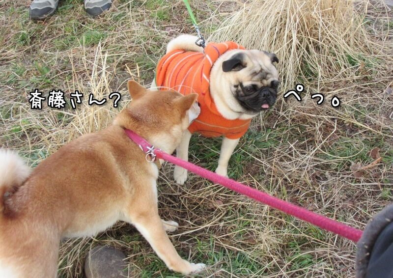 f:id:Sakurachannel0530:20170224172120j:plain f:id:Sakurachannel0530:20170224172120j:plain