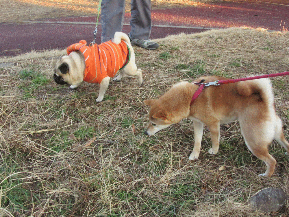 f:id:Sakurachannel0530:20170224173524g:plain f:id:Sakurachannel0530:20170224173524g:plain