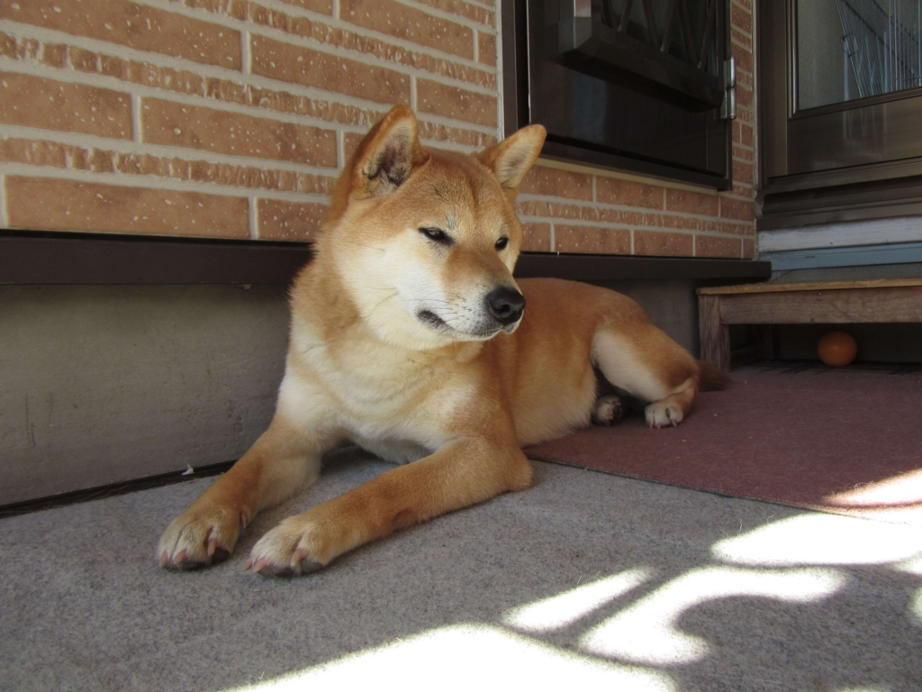 睨む犬 えすのおと