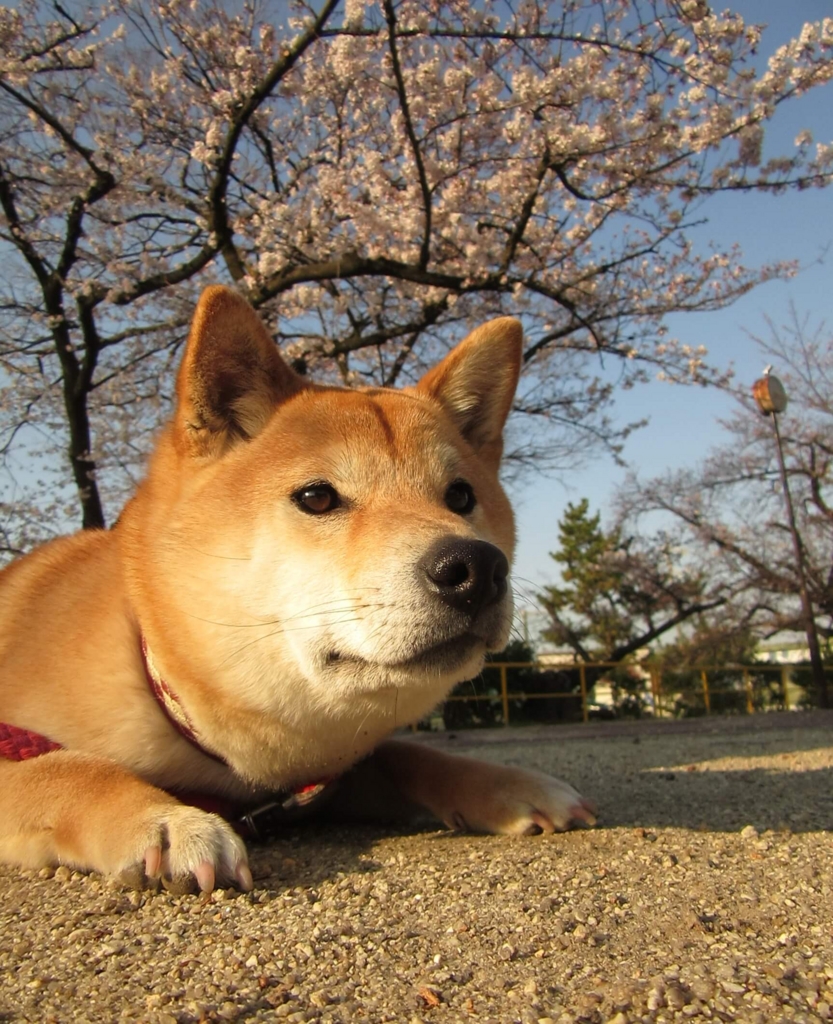 大人の階段登ってる 他の犬に会うと 伏せ するようになった えすのおと