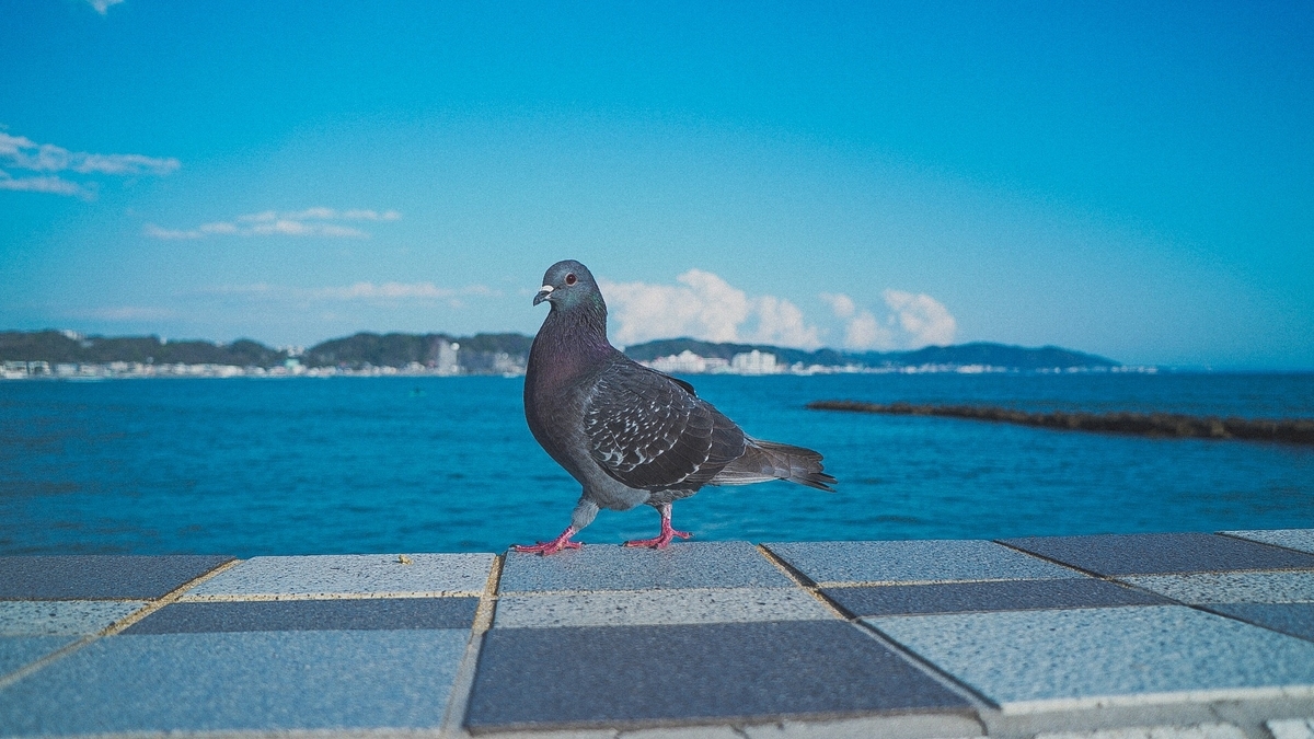 ハト