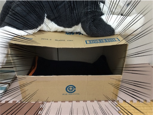 f:id:Sakuranbox:20180929213200j:image 手作りした段ボールハウス