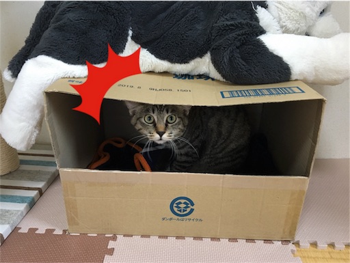 f:id:Sakuranbox:20180929213224j:image 目を見開いてこっちを見る愛猫りりぃ