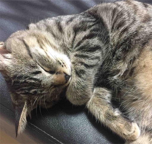 f:id:Sakuranbox:20190219163123j:image f:id:Sakuranbox:20190219163123j:image