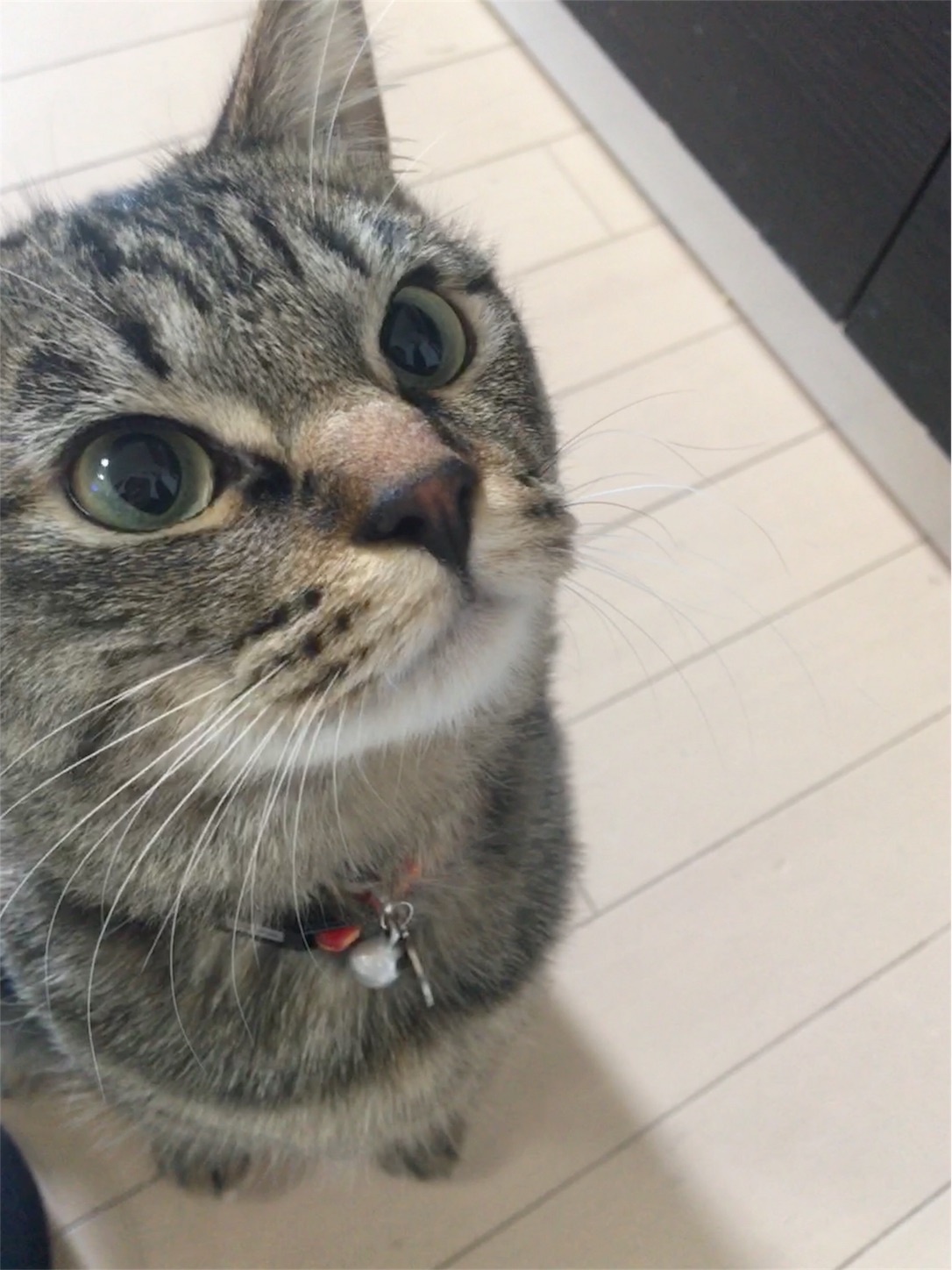f:id:Sakuranbox:20190412144000j:image f:id:Sakuranbox:20190412144000j:image