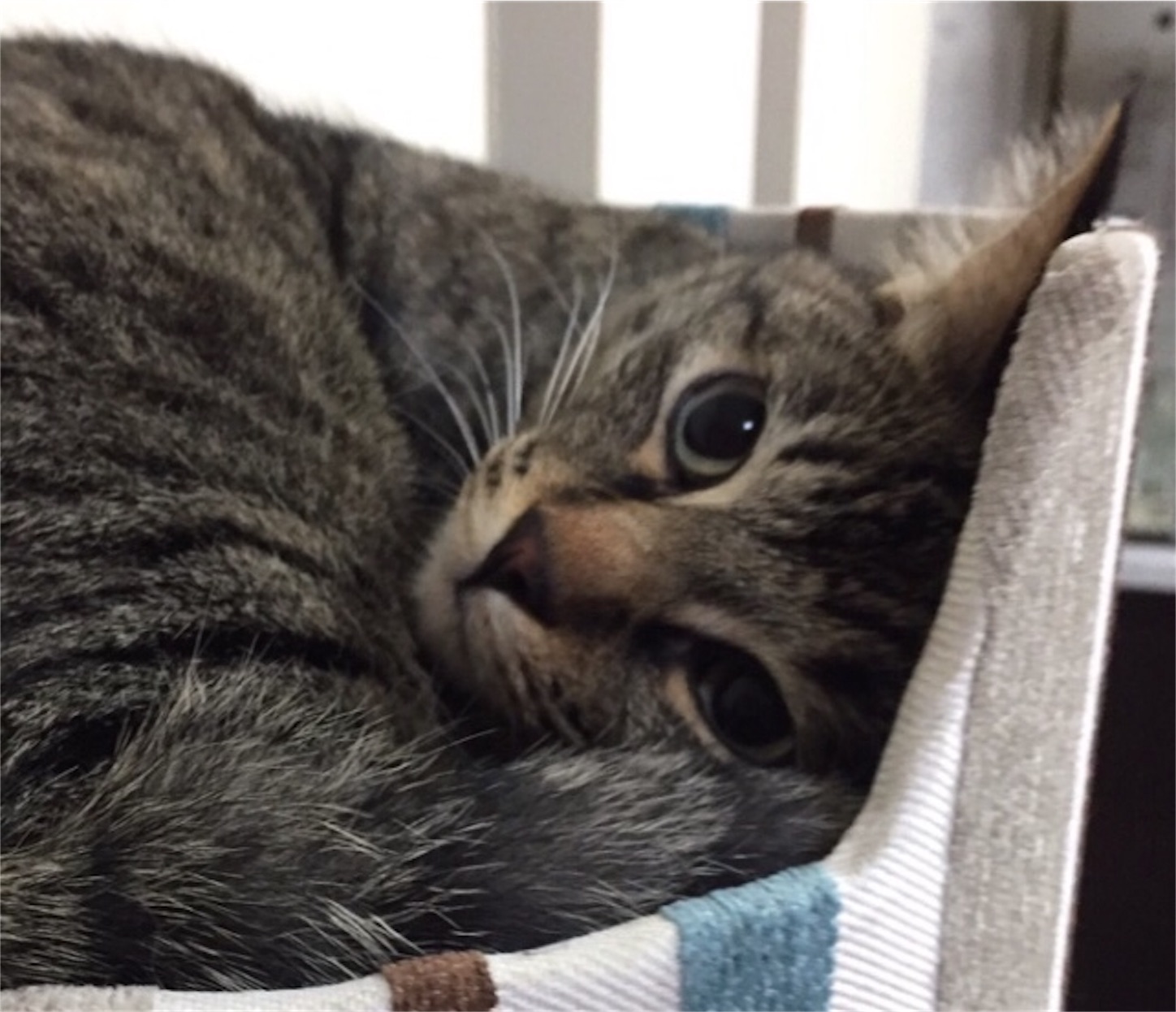 f:id:Sakuranbox:20190622163249j:image f:id:Sakuranbox:20190622163249j:image