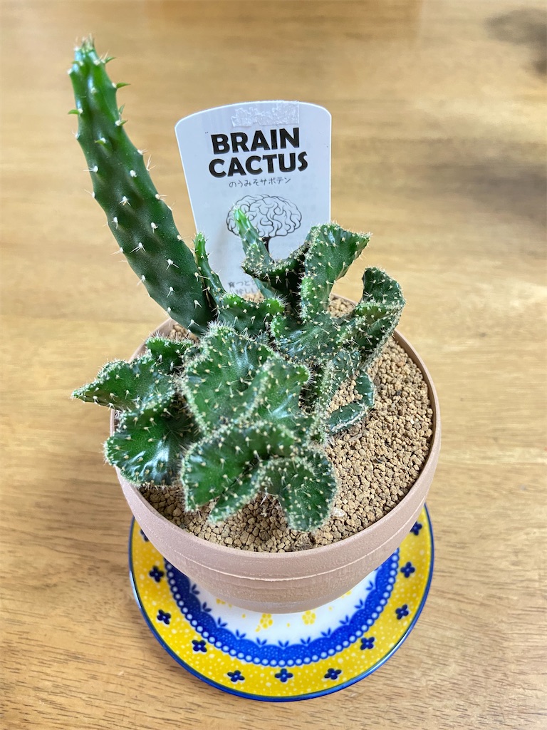 f:id:Sally39:20210622171908j:image f:id:Sally39:20210622171908j:image