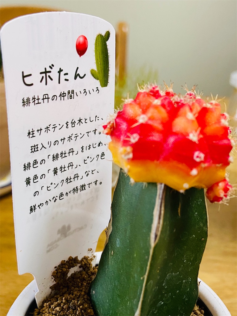 f:id:Sally39:20210622172151j:image f:id:Sally39:20210622172151j:image