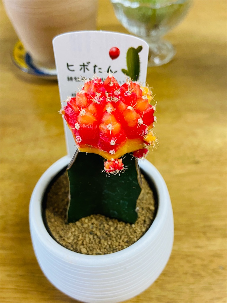 f:id:Sally39:20210622172155j:image f:id:Sally39:20210622172155j:image