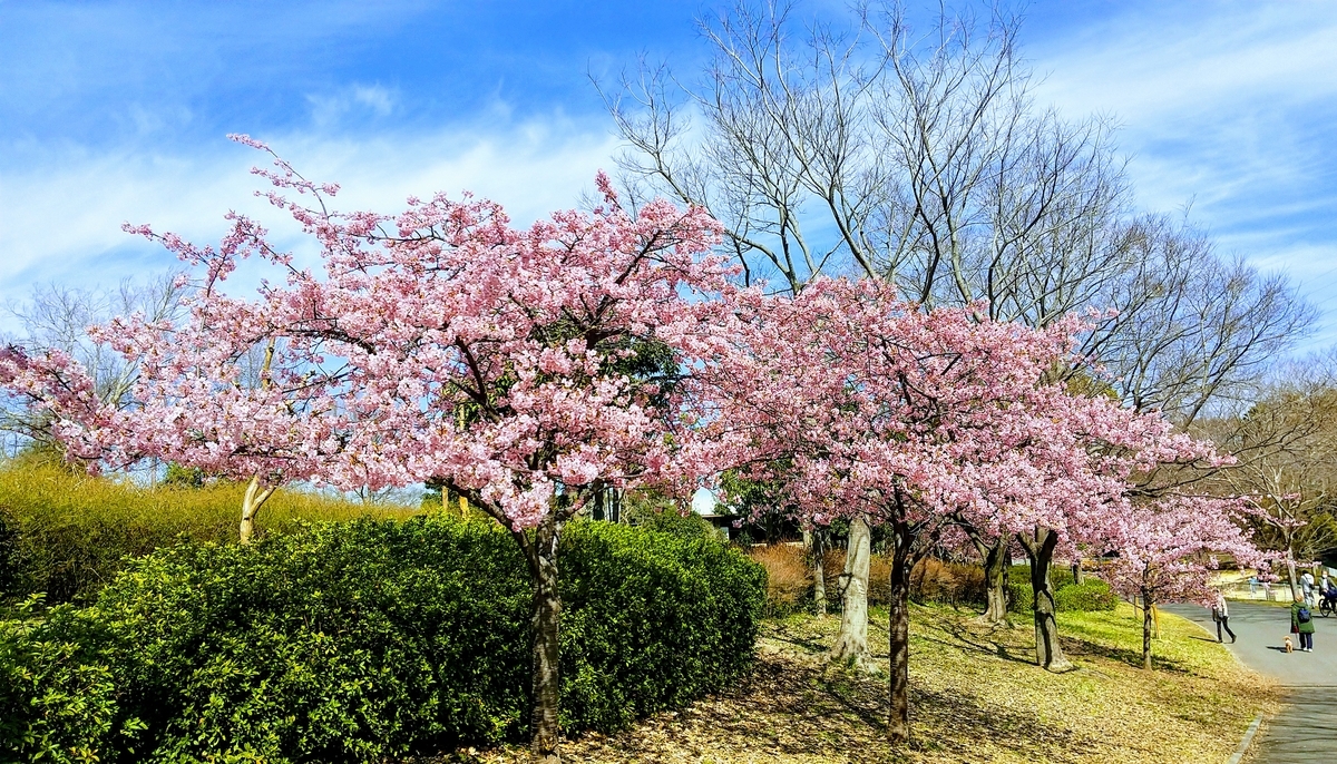 f:id:Samasama3:20210227205851j:plain