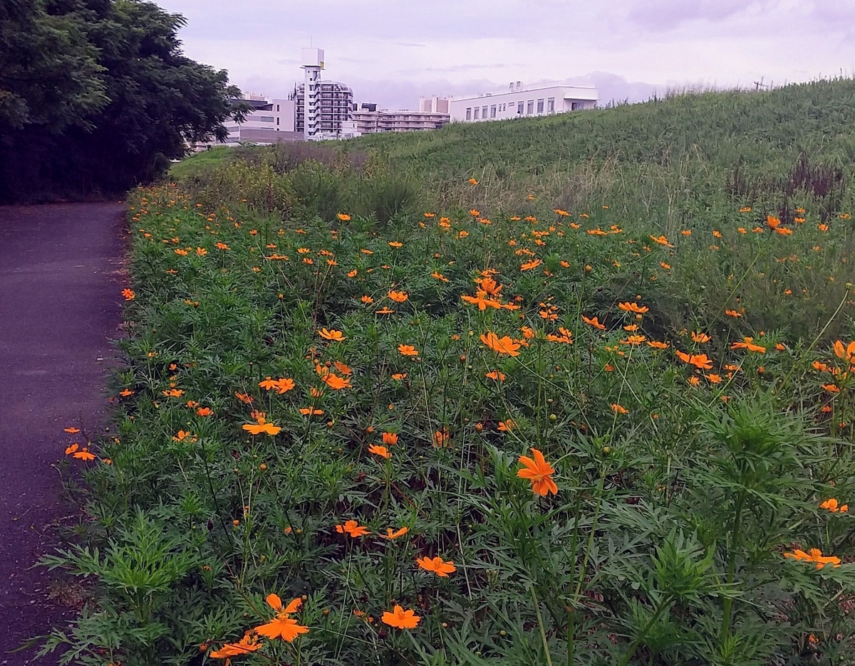 f:id:Samasama3:20210824130536j:plain