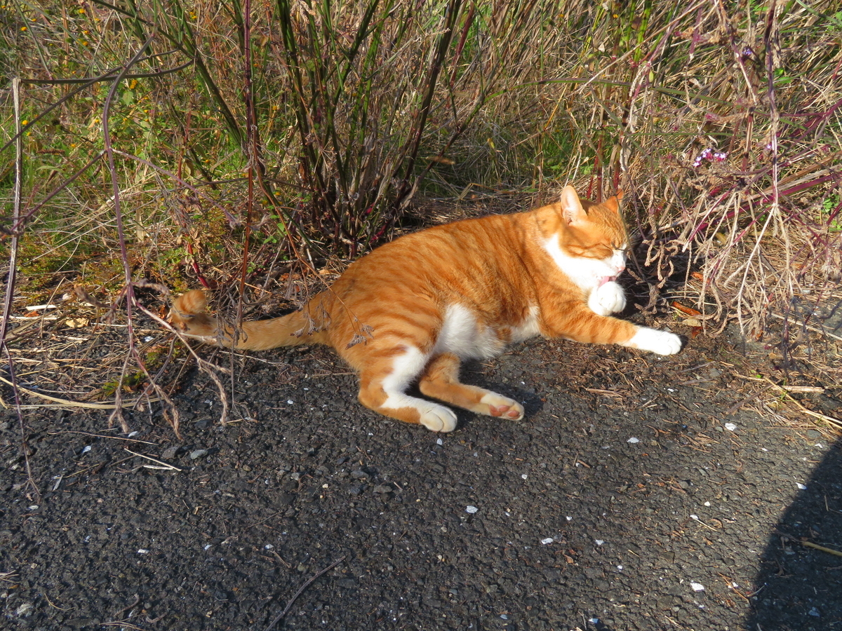 淀川右岸の地域猫たち - 定年後その日暮らし