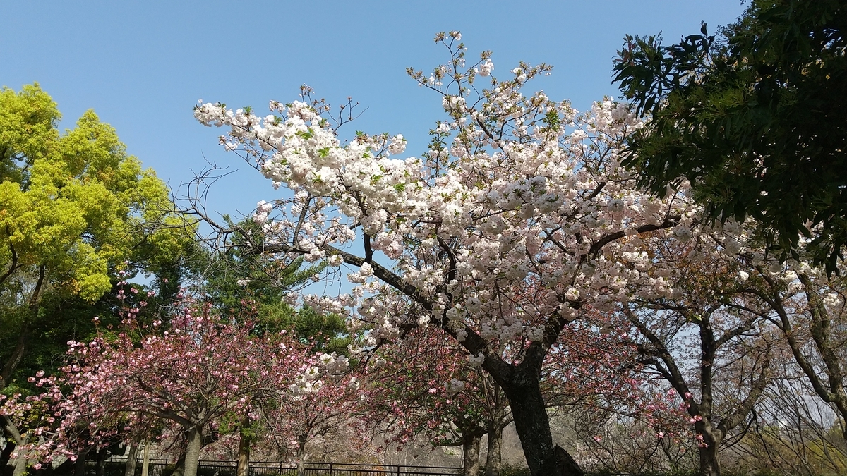 f:id:Samasama3:20220410230304j:plain