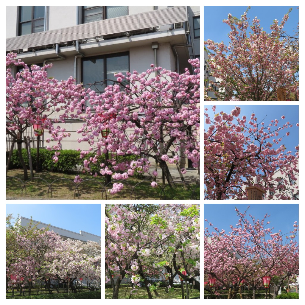 f:id:Samasama3:20220411145250j:plain
