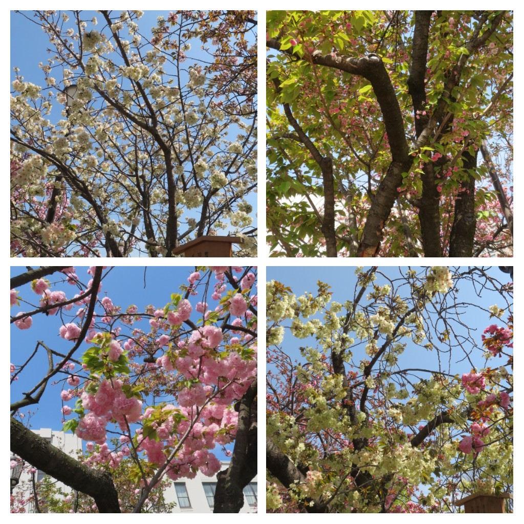 f:id:Samasama3:20220411145320j:plain
