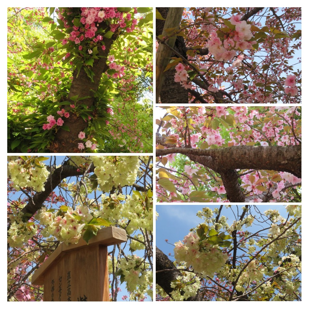 f:id:Samasama3:20220411145708j:plain