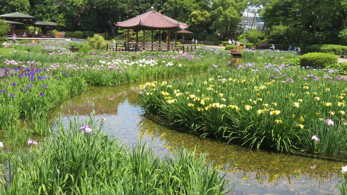 初めての城北菖蒲園 - 定年後その日暮らし
