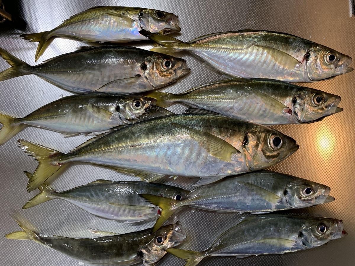 🐟【アジ船釣り】初心者必見!神奈川県横須賀市の走水ブランド黄金アジをたくさん釣ろうー♪ - samoR ブログ