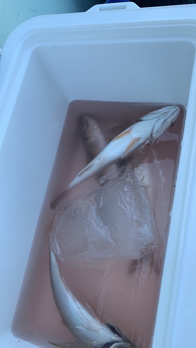 黄金アジ釣果不漁