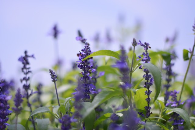 f:id:Samurai_Soul:20210715094051j:image f:id:Samurai_Soul:20210715094051j:image