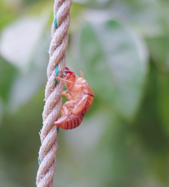 f:id:Samurai_Soul:20210801002943j:image