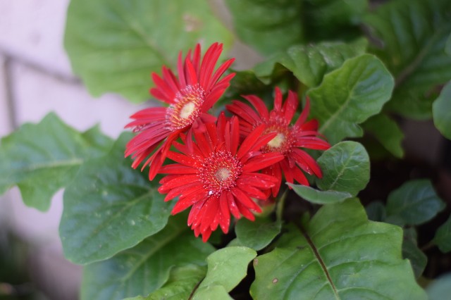 f:id:Samurai_Soul:20210819003825j:image f:id:Samurai_Soul:20210819003825j:image