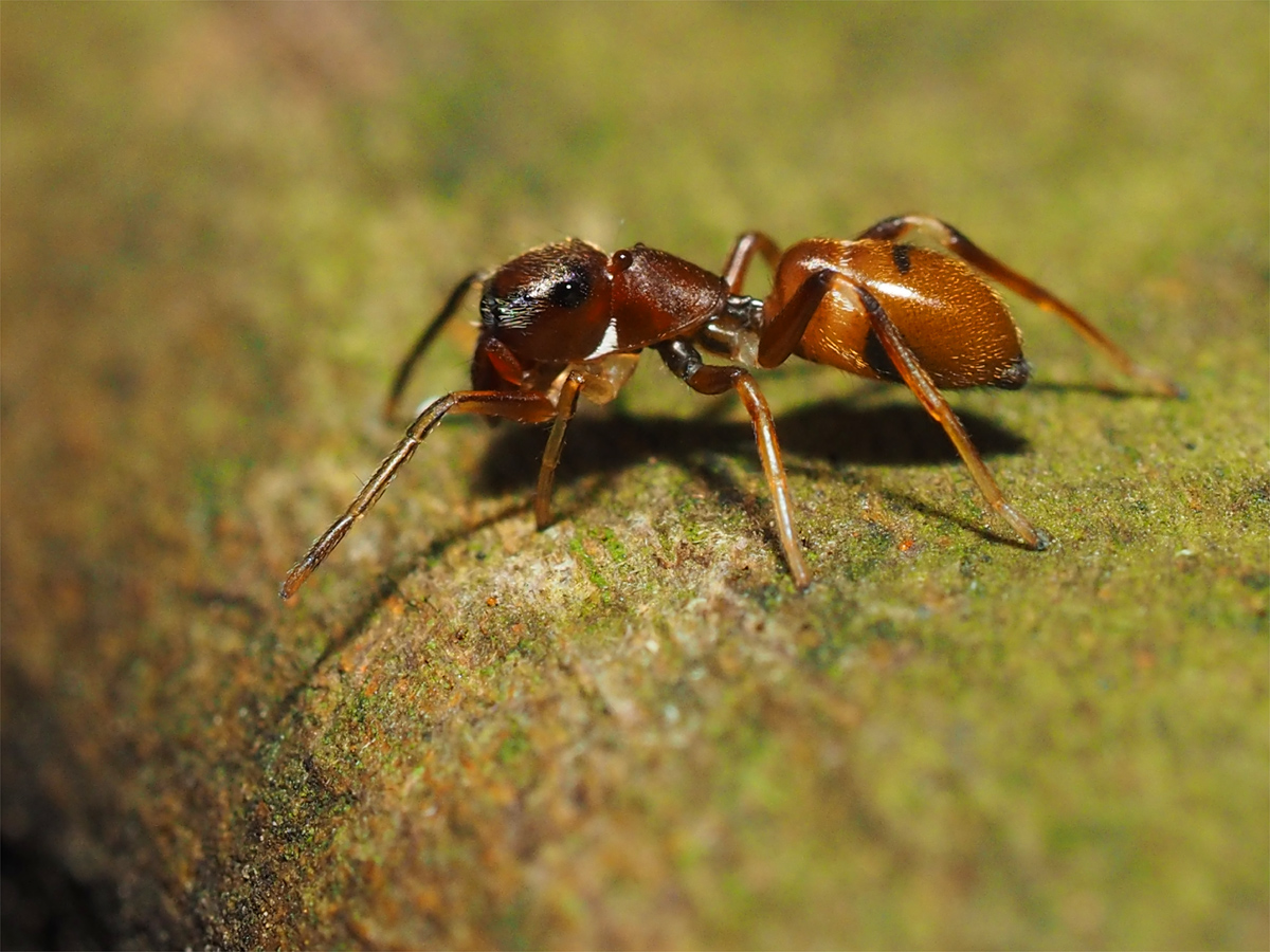 f:id:Samurai_Soul:20210820093521p:plain